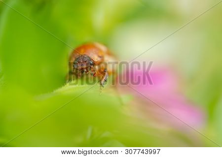 European June Beetle On Flower. Summer Chafer In Green Leaves. Amphimallon Solstitiale.
