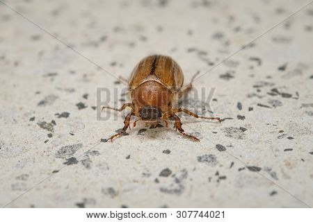 Summer Chafer On Stone Ground. European June Beetle. Amphimallon Solstitiale.