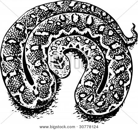 Echis (giftig viper)