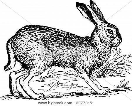 JackRabbit