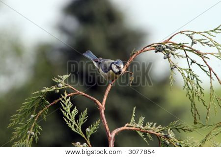 Bluetit
