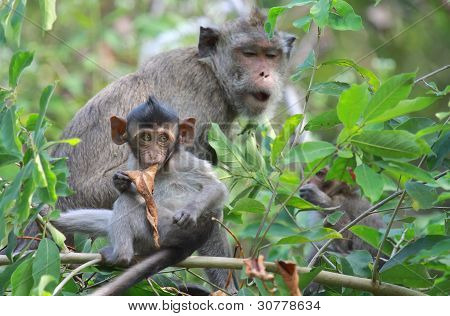Family of monkeys