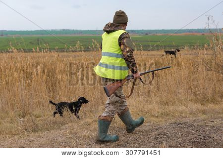 Hunter Gun Dog Go On Image Photo Free Trial Stock Hunter Gun Dog Go On Image Photo Free Trial Stock