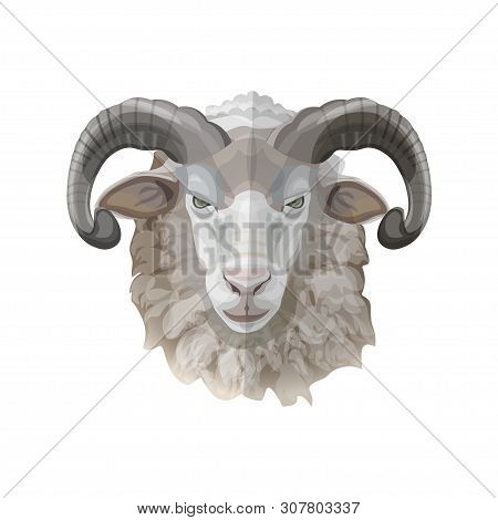 Ram Head Portrait. Vector Illustration Isolated On White Background