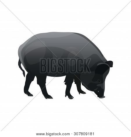 Single Wild Pig. Vector Illustration Isolated On White Background