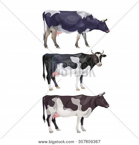 Set Of Standing Black And White Spotted Cows In Various Poses. Vector Illustration Isolated On White