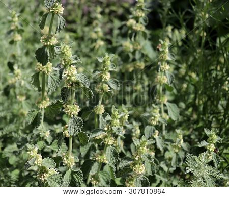 The Horehound, Marrubium Vulgare, Medicinal Plant In The Garden. Leaves Smell Of Apple, But They Tas