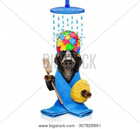Sausage Dachshund Dog  In A Bathtub Under Shower Not So Amused About That ,wearing A  Towel Or Bathr