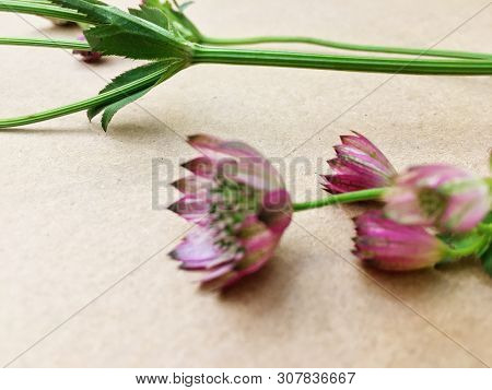 Isolated Astrantia Blossom On Vintage Paper Background. Macro Shot Of Two Delicate Astrantia Flowers