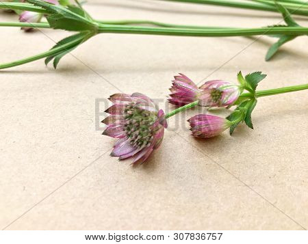 Isolated Astrantia Blossom On Vintage Paper Background. Macro Shot Of Two Delicate Astrantia Flowers
