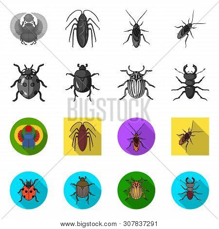 Isolated Object Of Insect And Beetle Icon. Set Of Insect And Halloween Vector Icon For Stock.