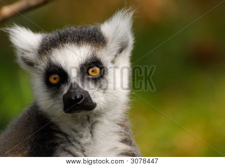 Mignon lémur catta