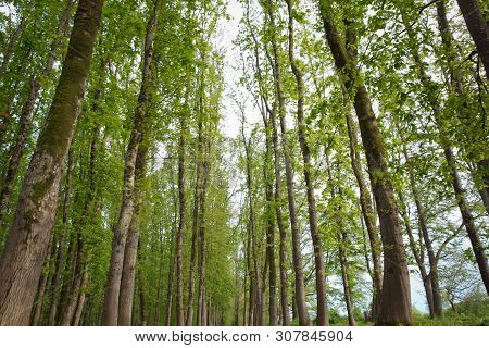 The Machine Path In The Forest . Country Side Space Empty Car Road Path Way . Empty Lonely Asphalt C