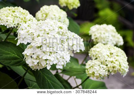Blooming White Annabelle Hydrangea Arborescens (commonly Known As Smooth Hydrangea, Wild Hydrangea, 