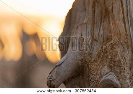 Sunset On The Kuyalnik Liman. Odessa. Ukraine. Old Logs Are Visible From The Water - The Remains Of 