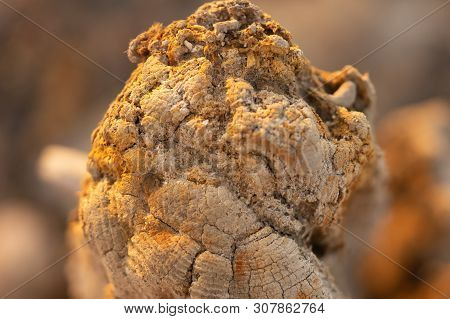 Sunset On The Kuyalnik Liman. Odessa. Ukraine. Old Logs Are Visible From The Water - The Remains Of 