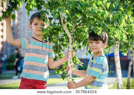 Two Boys Play Near Birch Tree Buds Kids Has Allergy To Blooming Tree. Healthcare Concept