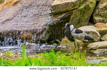 Closeup Of A Blacksmith Lapwing Standing At The Water Side, Tropical Bird Specie From Africa