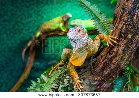 Beautiful Closeup Portrait Of A American Green Iguana In A Tree, Tropical Lizard Specie From America