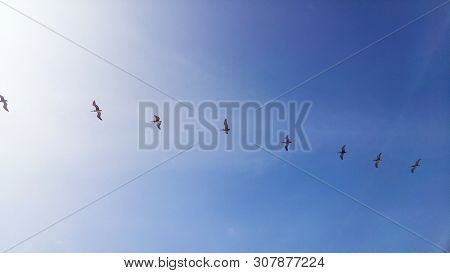 A Line Of Seagulls Flying Through The Blue Sky Of The Beaches Of Mancora Located Northwest Of Peru