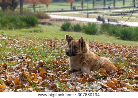 Beautiful Red Dog Pooch Sits On The Lawn Among The Fallen Foliage