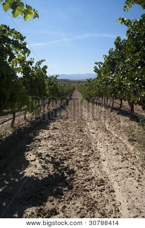 Paesaggio con vigneti