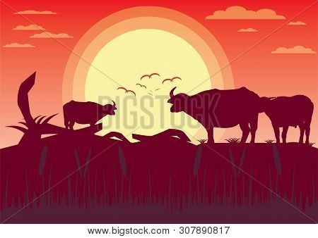 Buffalo Sunset Evening And Grassland Meadow Landscape.vector Illustrator