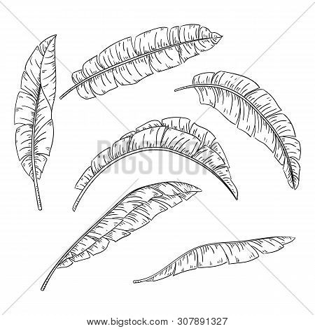 Tropical Palm Leaves Set, Jungle Banana Leaf