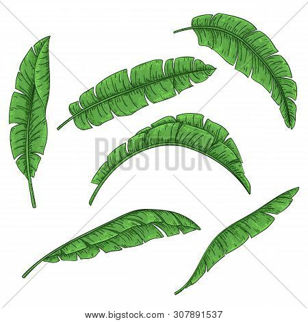 Tropical Palm Leaves Set, Jungle Banana Leaf
