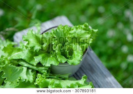 Fresh Lettuce Leaves, Close Up,  Organic Food , Agriculture And Hydroponic Conccept, Rustic Style