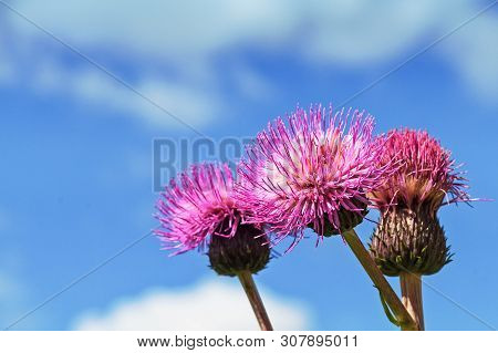 Three Melancholy Thistle Flowers Stand Together Against The Summer Sky At The Rural Finland.