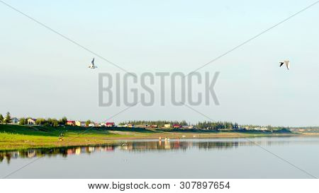 Northern White Seagulls Fly Over The Surface Of The River On The Background Of Houses On The Bank Of