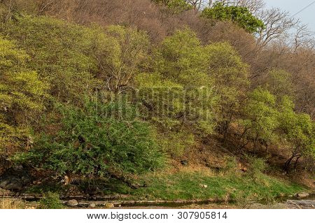 A Wild Male Tiger Patrolling His Territory And On Stroll In Backdrop Ranthambore Hills. Habitat And 