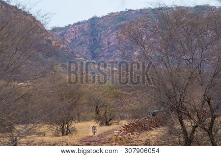 A Wild Male Tiger Patrolling His Territory And On Stroll In Backdrop Ranthambore Hills. Habitat And 