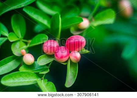Carissa Carandas, Carunda, Karonda Seeds Ripe Pink Or Red Colorful, Tropical Citrus Karanda Or Korom