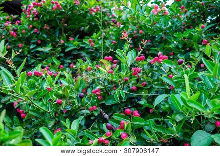 Carissa Carandas, Carunda, Karonda Seeds Ripe Pink Or Red Colorful, Tropical Citrus Karanda Or Korom