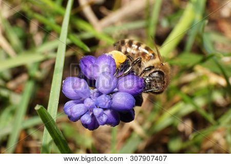 Macro Of A Gray Bee Apis Mellifera Collecting Pollen And Nectar On A Blue Flower Hyacinth Muscari Ne