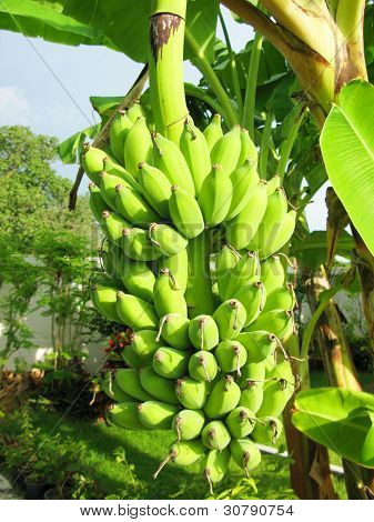 Friske bananer.