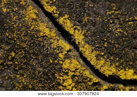 Macro Of Caucasian Yellow Lichen Growing On The Bark Of A Hornbeam Tree In The Foothill Forest Of Th