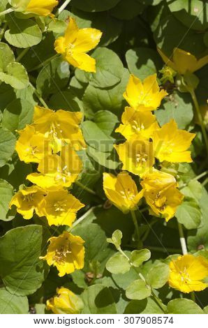 Lysimachia Nummularia (moneywort, Twopenny Grass), Close Up Shot