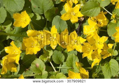 Lysimachia Nummularia (moneywort, Twopenny Grass), Close Up Shot