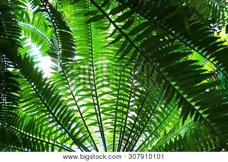 Green Fern Plant Texture As Very Nice Natural Background