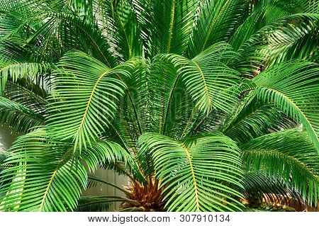 Green Fern Plant Texture As Very Nice Natural Background