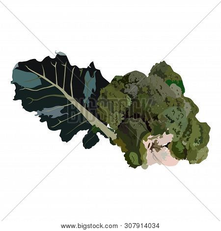 Fresh Broccoli Cabbage, Vector Illustration Isolated On White Background. Healthy Organic Vegetable,