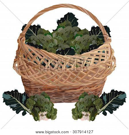 Wicker Basket Full Of Fresh Broccoli Cabbage, Vector Illustration Isolated On White Background. Heal