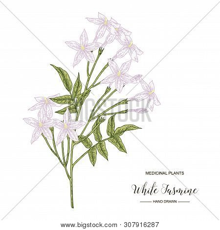 White Jasmine. Jasminum Officinale Flowers And Leaves Isolated On White Background. Medical Plants H