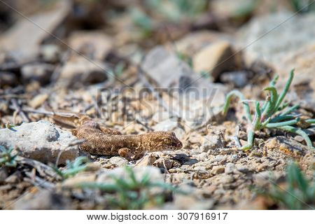 Even-fingered Gecko Genus Alcophyllex Or Squeaky Gecko In Wild Nature.