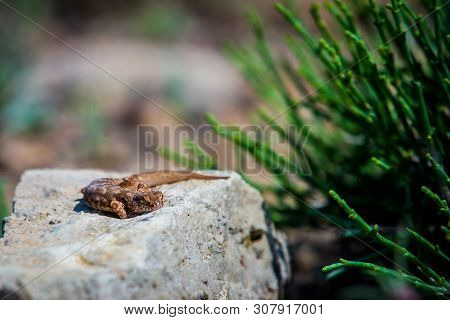 Even-fingered Gecko Genus Alcophyllex Or Squeaky Gecko In Wild Nature.
