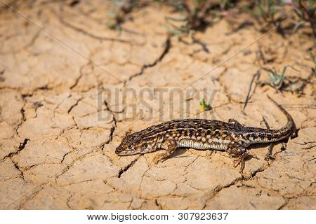 Steppe Runner Lizard Or Eremias Arguta Close On Dry Ground.