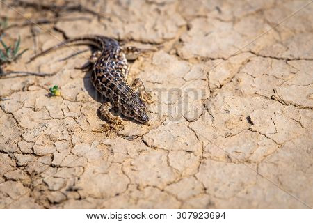 Steppe Runner Lizard Or Eremias Arguta Close On Dry Ground.
